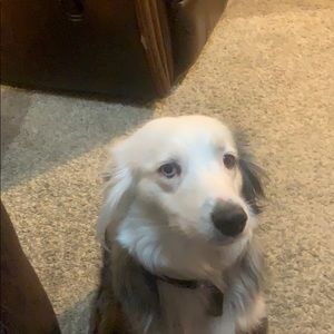 Meet your Posher, Britton